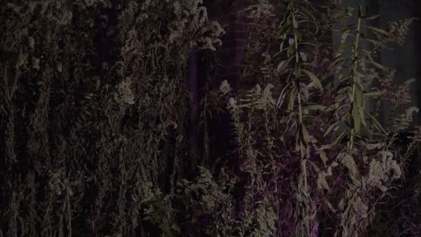 Сушені Рослини Опадають Надворі Біля Будинку — стокове відео