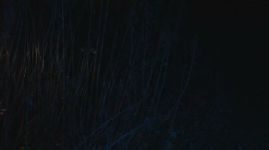 Gece yabani otların arasında arayan bir adam