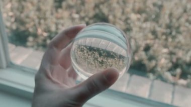 Kristal bir küre tutuyor