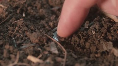 Toprakta antik madeni para bulmak