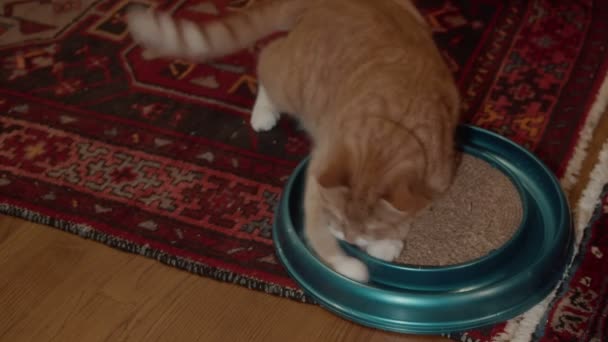 Забавная кошка, играющая с мячом — стоковое видео