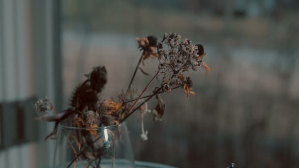 Getrocknete Blumen im Winter — Stockvideo