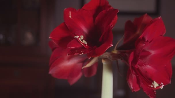Červené květy se otáčí na místě — Stock video