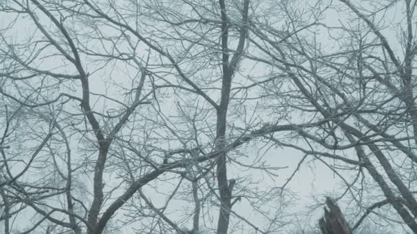 Inverno de árvores geladas — Vídeo de Stock