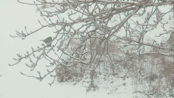 Pájaro en invierno nevado — Vídeos de Stock