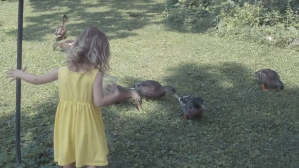 Kleinkind füttert Enten im Hof — Stockvideo