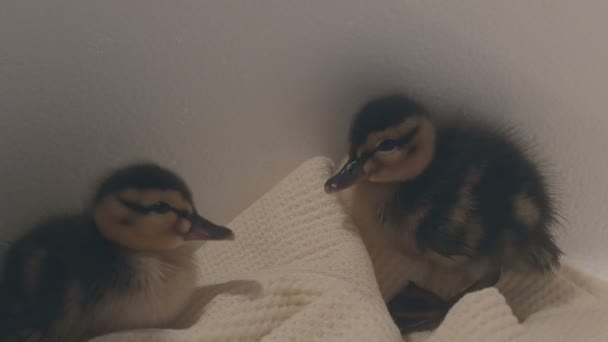 Ducklings ducks wildlife rehabilitation — 비디오