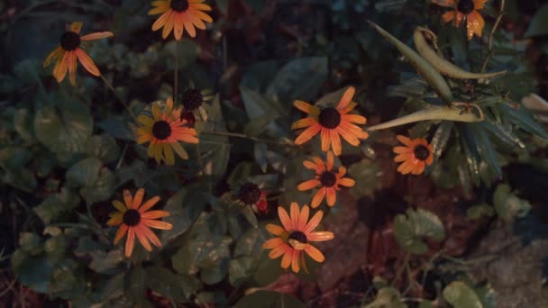 Negro ojos susan flor fuera — Vídeo de stock