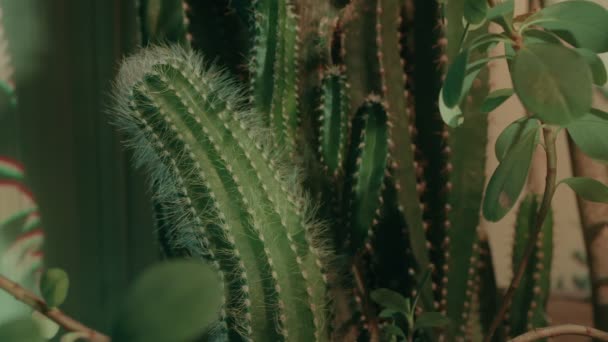 Impianto di cactus — Video Stock