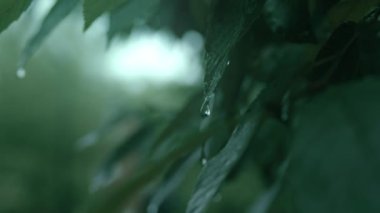 Yağmur sırasında yağmur damlası olan yaprak