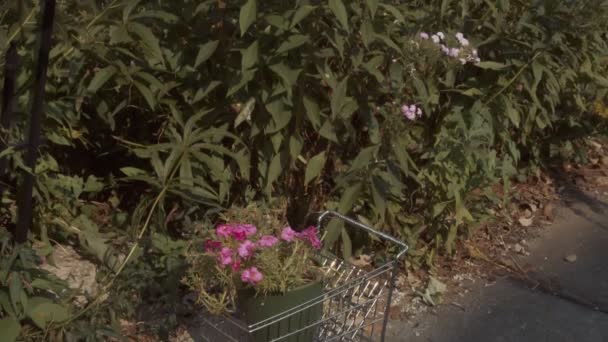 Plant in shopping cart — Stock Video