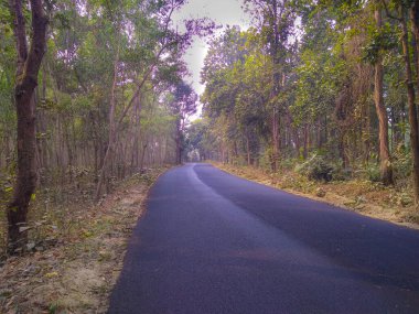 Ormanda güzel bir beton yol
