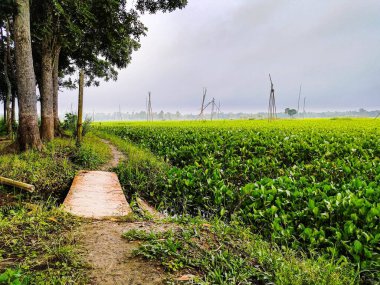 Güzel bir köy yürüyüş yolu.
