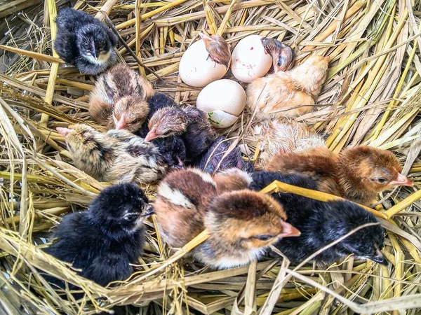A Perfect shoot Chicken egg hatching time,