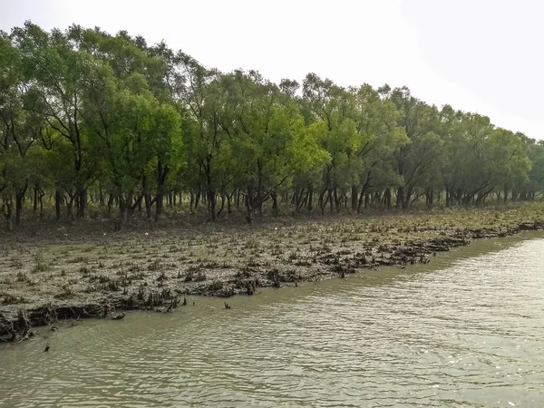 Una Hermosa Vista Desde Bosque Manglares Bangladesh — Foto de Stock