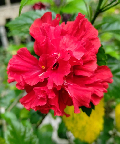 Vacker Röd Hibiscus Rosa Sinensis — Stockfoto