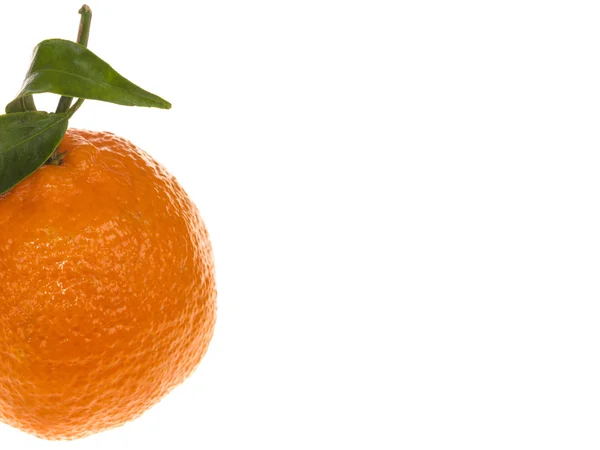 Enda färska mogna Clementine Orange frukt för hälsosam mat och lever — Stockfoto