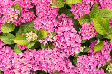 Renkli ortanca çalı veya çalı çiçek