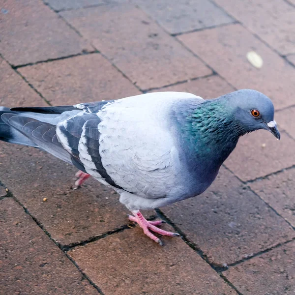 Single Pigeon Walking Alone Pawement Looking Food — Stock fotografie