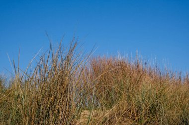 Poole Dorset UK, Aralık 06: 20, kumsal kumulları kurumuş çimlerle kaplandı.