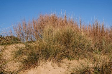 Poole Dorset UK, Aralık 06: 20, kumsal kumulları kurumuş çimlerle kaplandı.