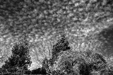 Siyah-beyaz ya da tek renkli ağaç tepelerinin bulutlu bir gökyüzüne doğru bakması.