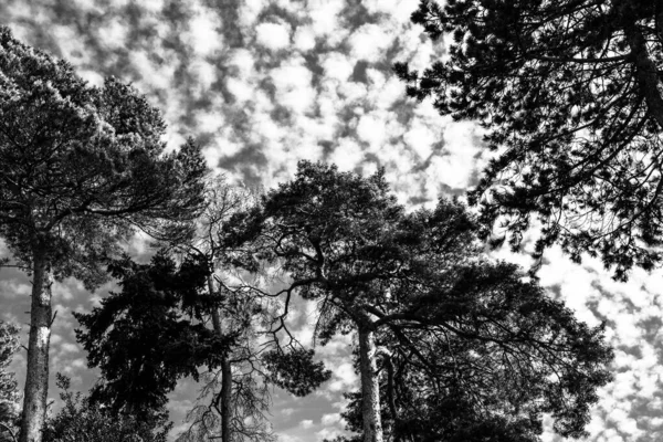 Schwarz Weiß Oder Einfarbiges Bild Von Baumkronen Die Einen Wolkenverhangenen — Stockfoto