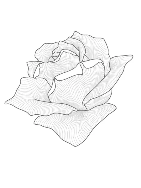 手描きのバラの線 招待状 カード 挨拶の花の要素 — ストックベクタ