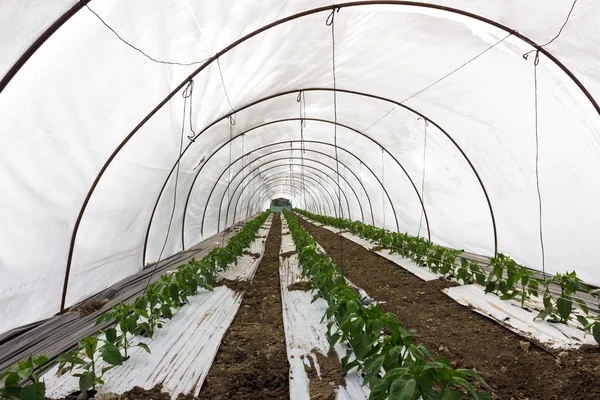 sera yetiştiriciliği 