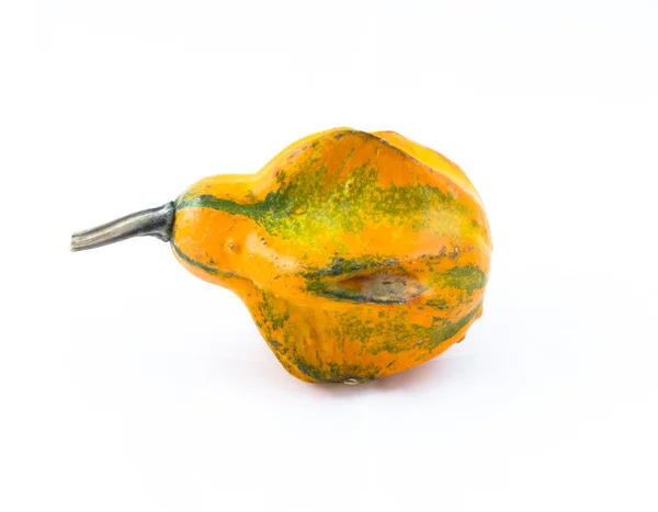 Ornamental gourd — Stock Photo, Image