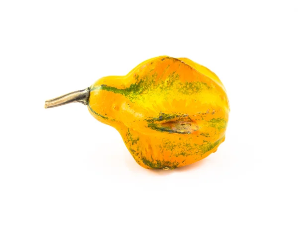 Ornamental gourd — Stock Photo, Image
