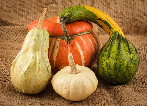 Ornamental gourd — Stock Photo, Image