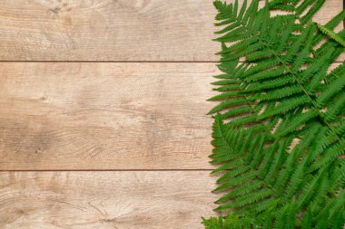 Yeşil eğreltiotu dalına sahip ahşap zemin, kopyalama alanı ile doğal ekoloji kavramı.