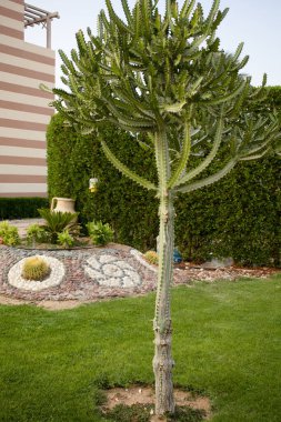 Yazın yeşil park bahçesinde uzanan kaktüs büyüklüğünde bir kaktüs, açık hava, doğa manzarası, tropik bölgeler, dikey.