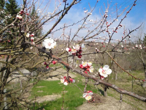 Floraison Abricot Pomme Poire Cerisier Printemps Rose Fleurs Blanches Sur — Photo