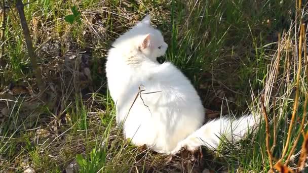 Vacker Söt Vit Fluffig Inhemsk Katt Angora Sitter Grönt Färskt — Stockvideo
