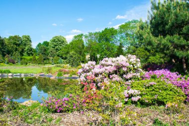 Bahçede çiçekli, çimenli, dekoratif küçük havuzu olan güzel yeşil botanik manzara tasarımı. Sahne yaz bahçıvanlığı arka plan, konsept.