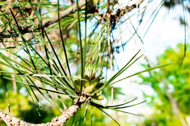 Çam kozalaklı güzel bir ağaç dalına yakın dur. Ormandaki ya da şehir parkındaki çam ağacının iğnelerinin makro fotoğrafı..