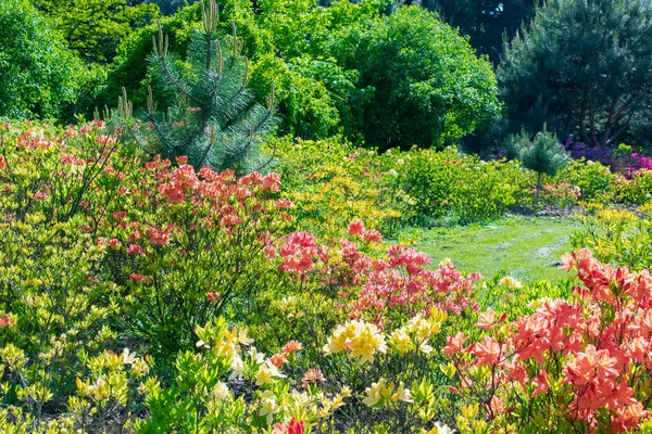 Hermoso Jardín Botánico Verde Colorido Con Cama Flores Decorativas Árboles — Foto de Stock