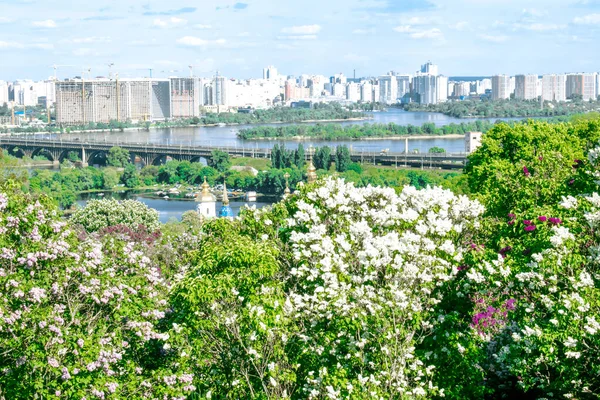 Schöne Grüne Botanische Landschaft Garten Park Mit Sträuchern Mit Blumen — Stockfoto