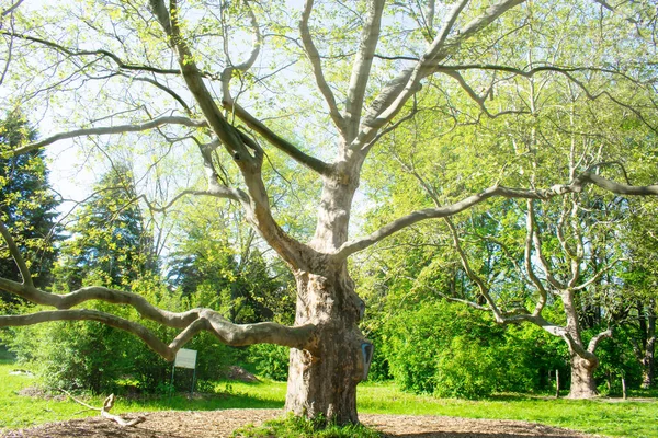 Scenic Panoramic View Big Tall Powerful Tree Bark City Park — Stock Photo, Image