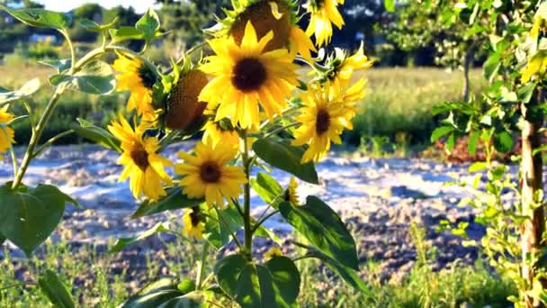 Dekat Kamera Bergerak Bunga Matahari Kuning Lapangan Musim Panas Hijau — Stok Video