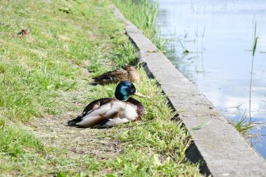 Yaban ördeği gölün kenarında çimenlerde oturuyor. Erkek ördek kuşu güneşli bir günde suyun dışında. Hayvan hayatı..