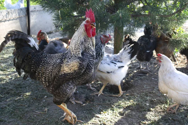 Csirkék Kakasok Etetése Egy Vidéki Tanyán Csirkék Összebújnak Öko Farm — Stock Fotó