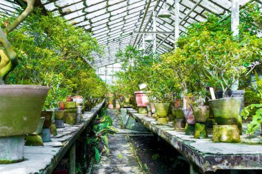 Uzun koridor, güzel yeşil rhododendron bitkilerinin geçidi seradaki saksılarda fidanlar şehir parkında ekime hazır, baharda bahçe, yaz. Bahçe ve peyzaj konsepti.