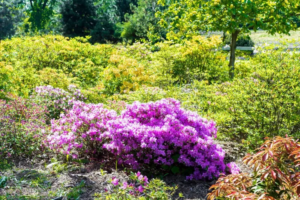Piękny Zielony Kolorowy Ogród Botaniczny Dekoracyjnym Fioletowym Łóżkiem Kwiatowym Drzewa — Zdjęcie stockowe