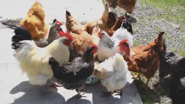 Kuřata Kohout Krmení Jednoho Talíře Mísa Venkově Stodola Zelené Trávě — Stock video
