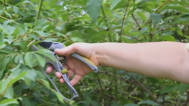 Work Garden Spring Summer Sunny Day Woman Farmer Shears Scissors — Stock Video