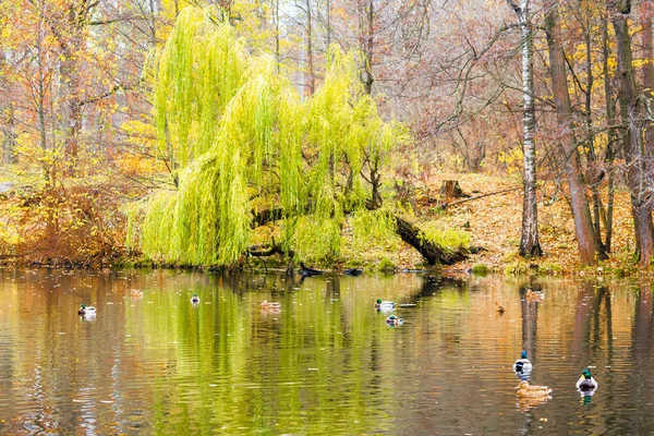 Scenic Bright Landscape Golden Multicolored Autumn Fall Willow Tree Long — Stock Photo, Image