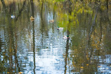Manzaralı, parlak manzaralı, çok renkli sonbahar, sonbahar. Mallard yaban ördekleri yüzme havuzu, nehir gölü yüzeyi. Güzel Ekim Kasım doğa, hayvan yaşamı.